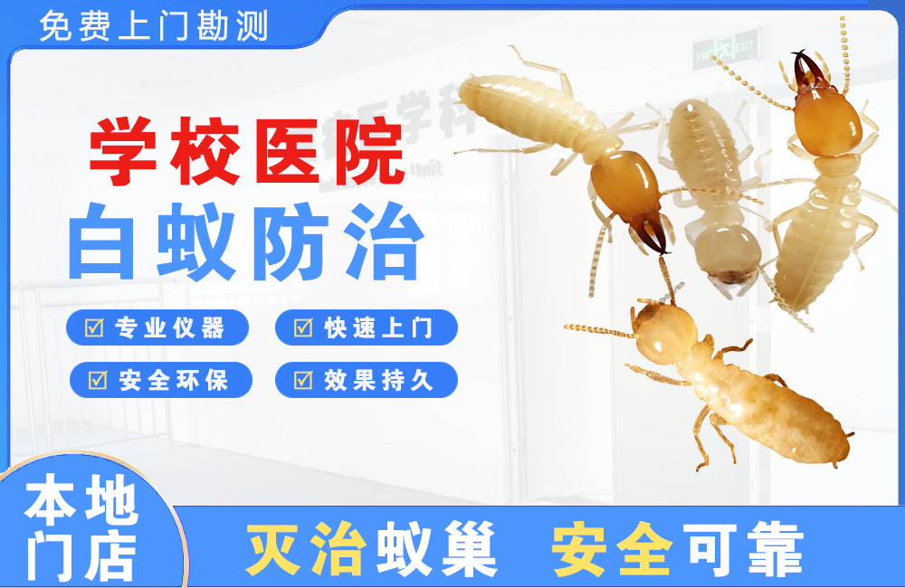 东海学校医院白蚁防治